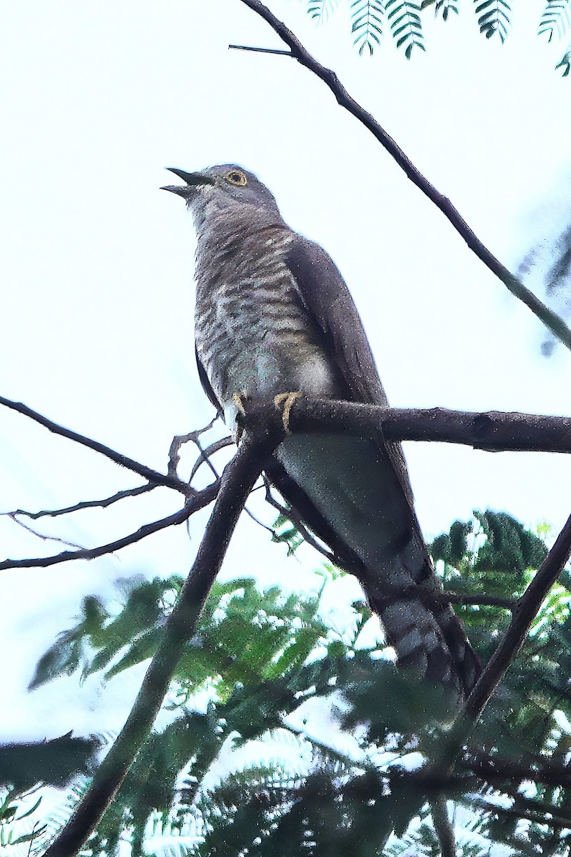 ハイタカジュウイチ - ML646833111