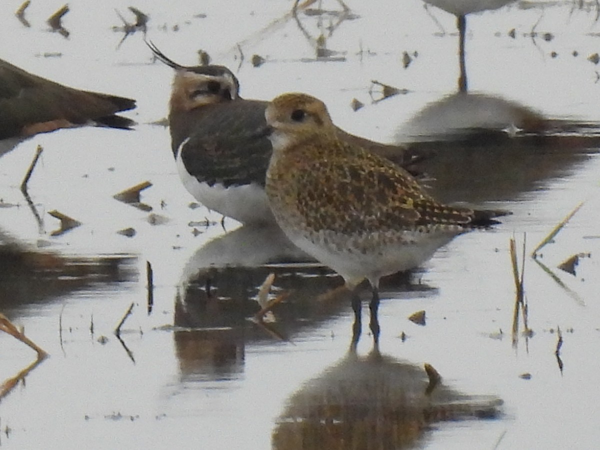 Сивка звичайна - ML646833113