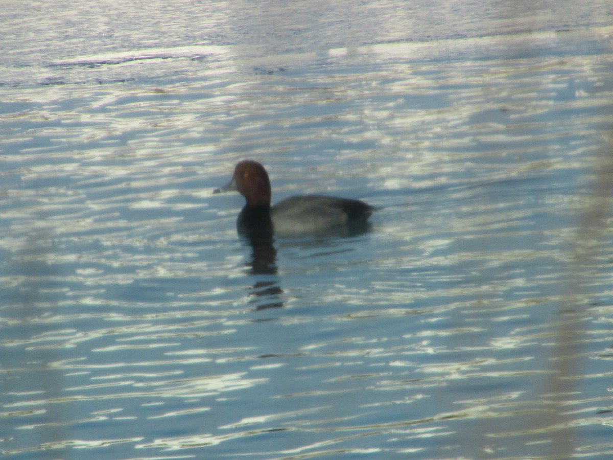 צולל אמריקני - ML646833114