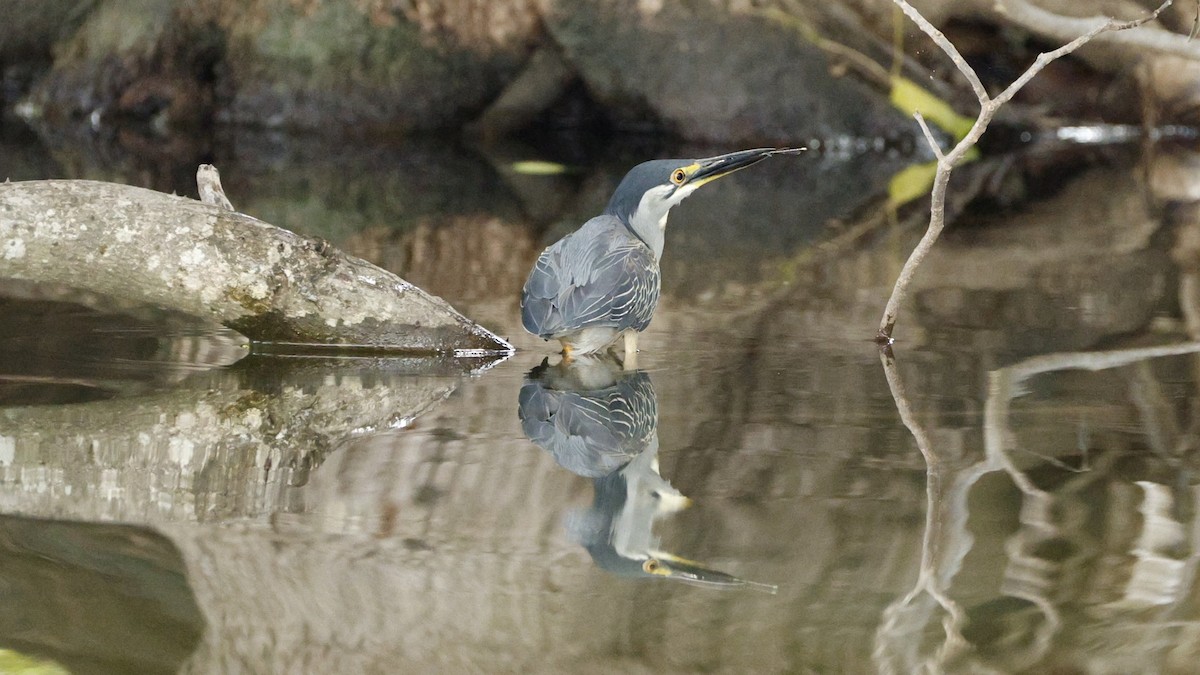 אפית מנגרובים - ML646833115