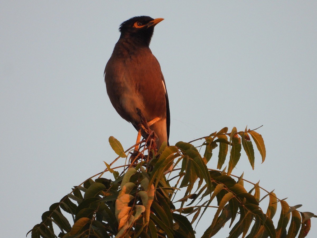 מיינה מצויה - ML646833116