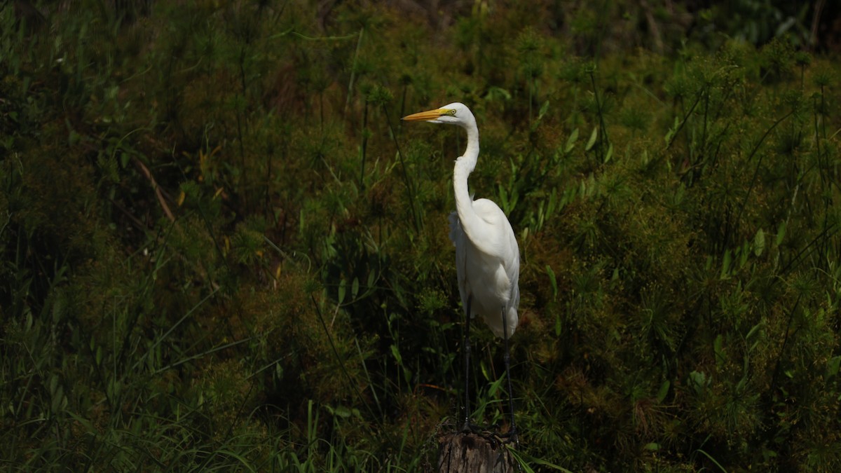 לבנית גדולה (אפריקנית) - ML646833117