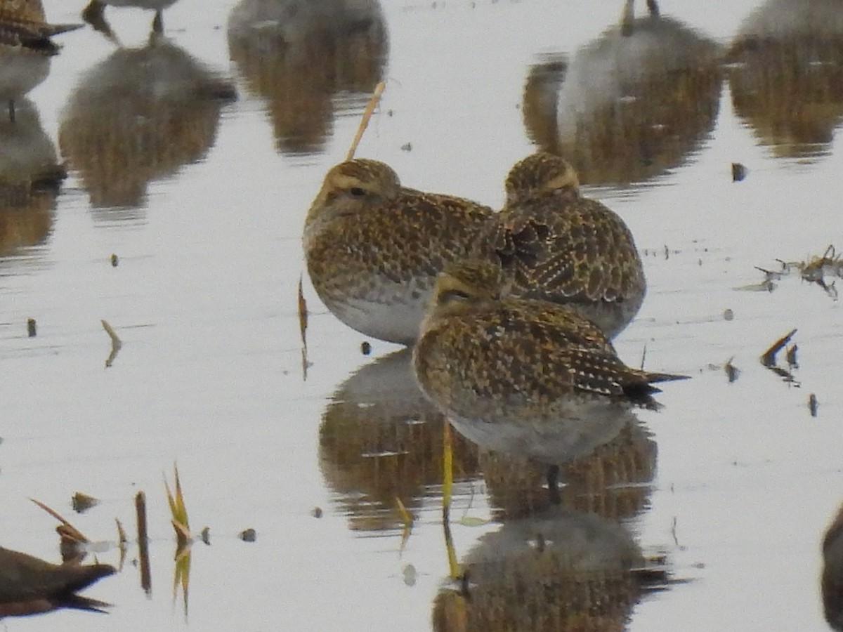 Сивка звичайна - ML646833118