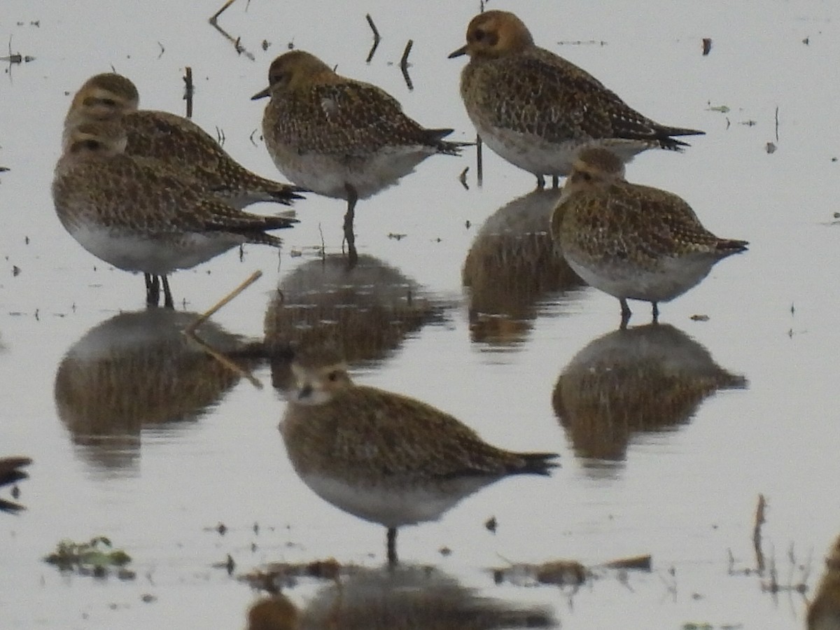 Сивка звичайна - ML646833121