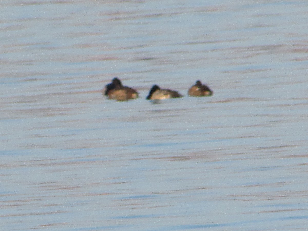 צולל בינוני - ML646833122