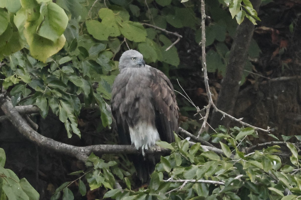 Lesser Fish-Eagle - ML646833123