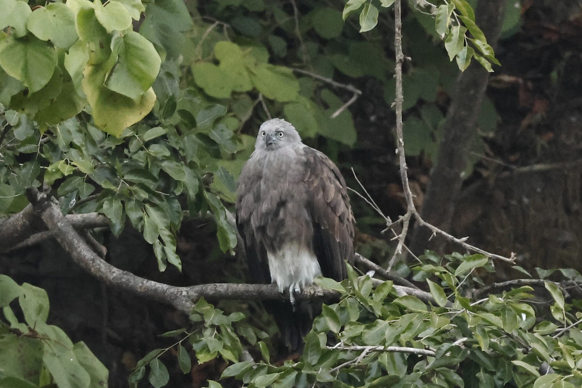 Lesser Fish-Eagle - ML646833124