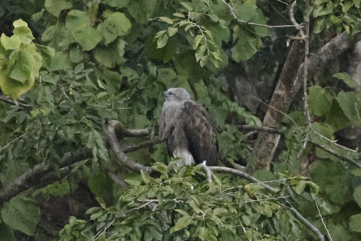Lesser Fish-Eagle - ML646833125
