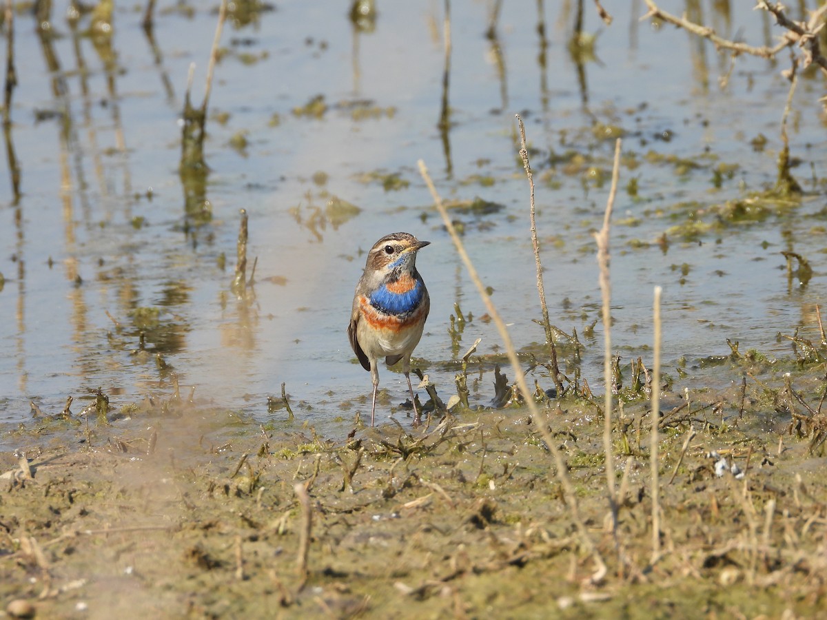 כחול חזה - ML646833126