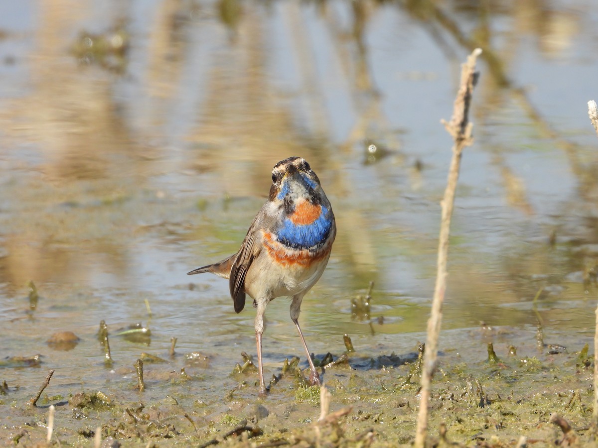 כחול חזה - ML646833127