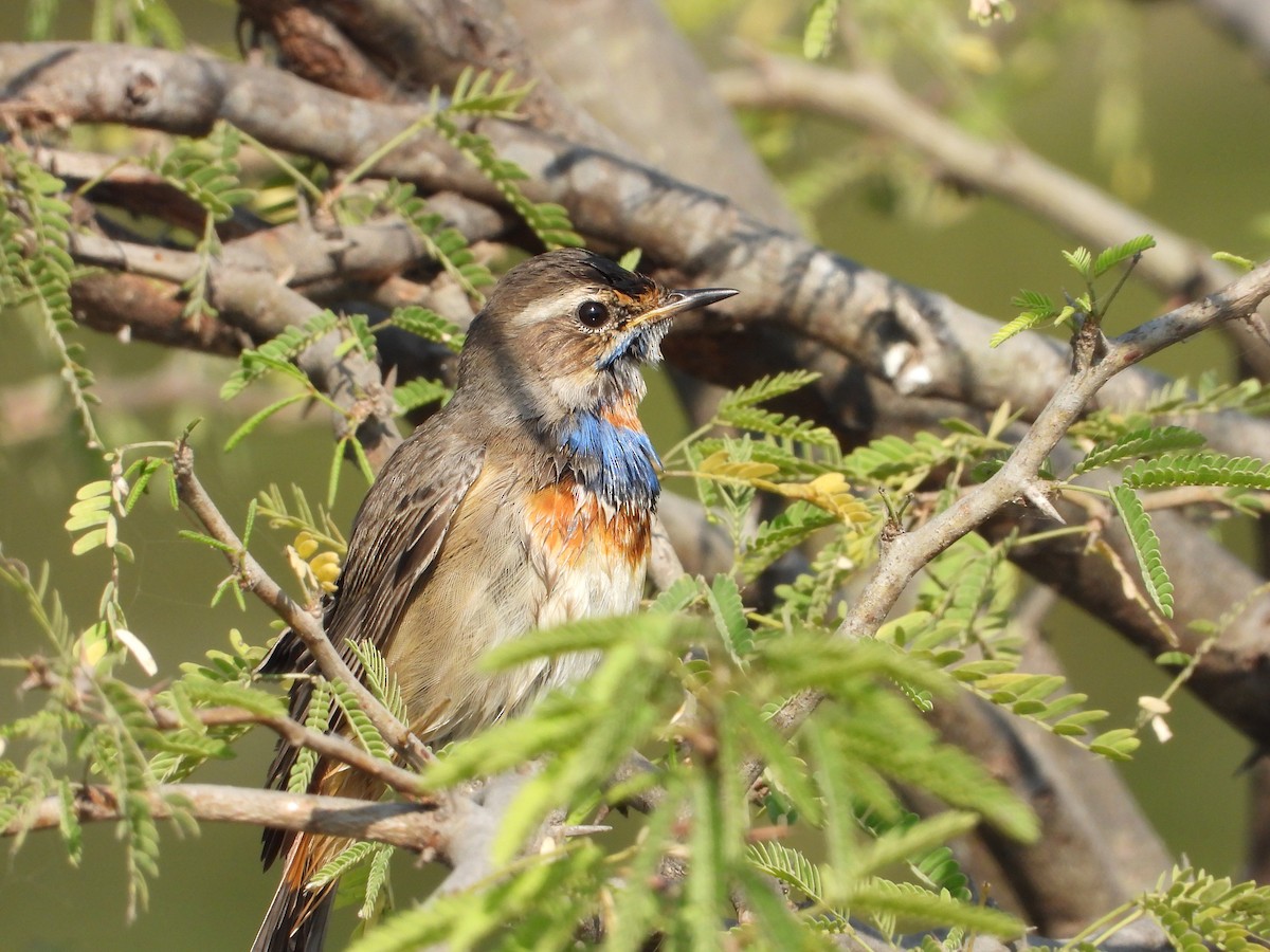 כחול חזה - ML646833128