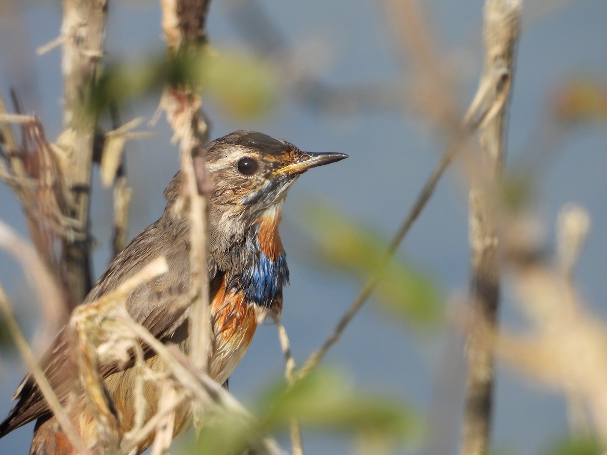 כחול חזה - ML646833129
