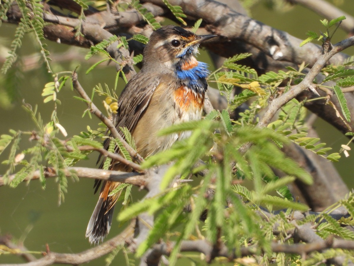 כחול חזה - ML646833130