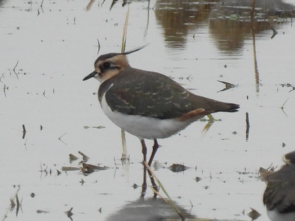 Чайка чубата - ML646833131