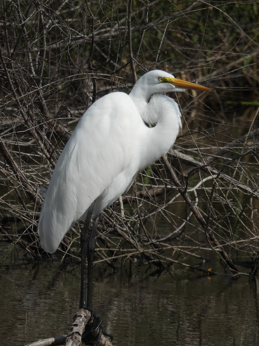 ダイサギ - ML646833132