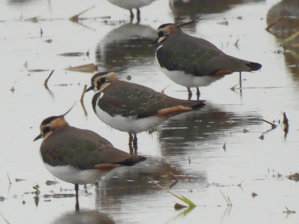 Чайка чубата - ML646833134