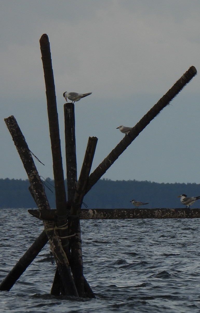 Guifette moustac - ML646833135