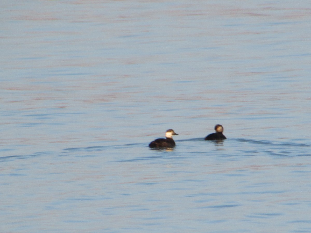 turpan žlutozobý - ML646833137