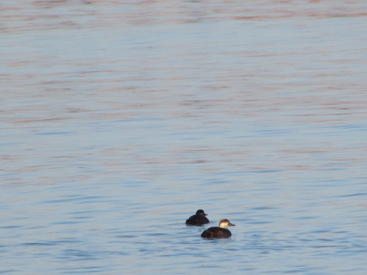 turpan žlutozobý - ML646833138