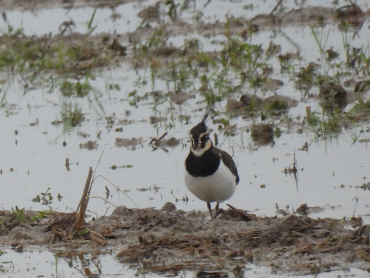 Чайка чубата - ML646833139