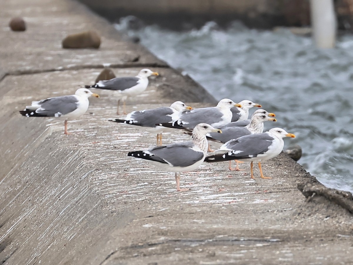 Восточносибирская чайка - ML646833142