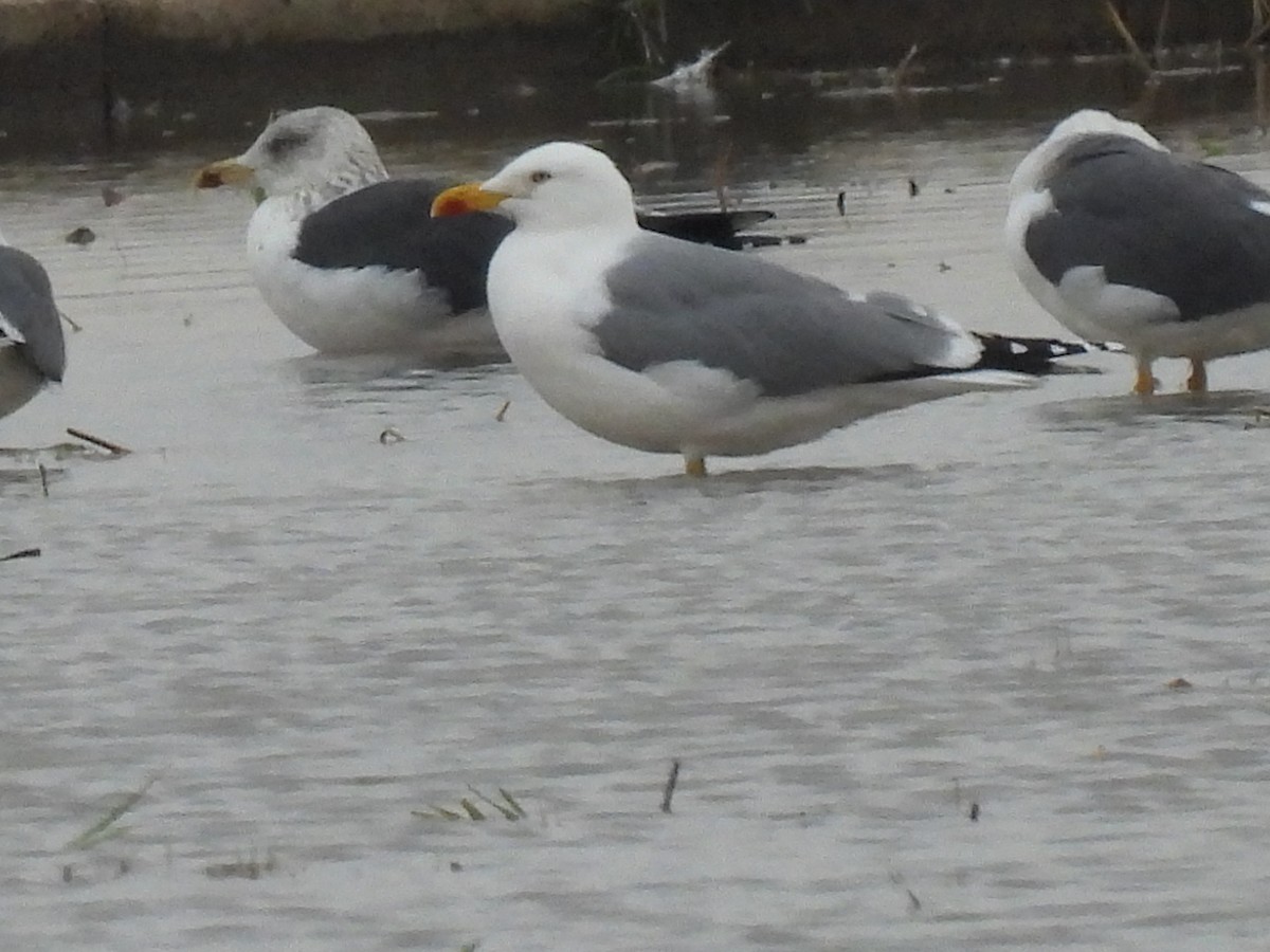 Мартин скельний - ML646833148