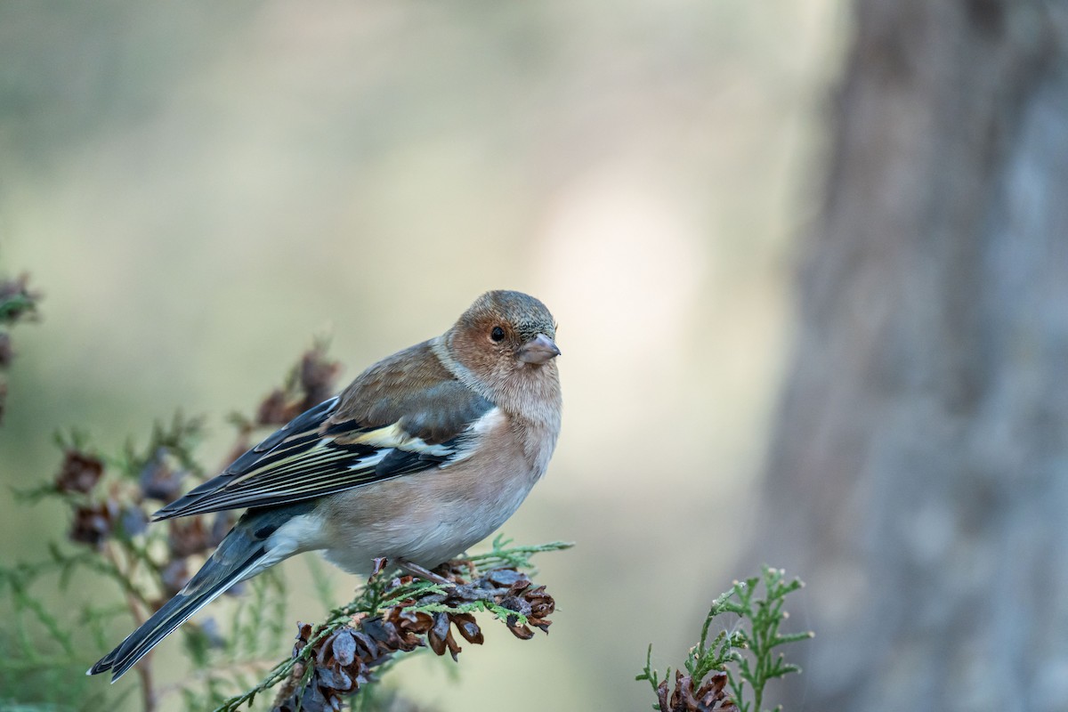 Common Chaffinch - ML646833149