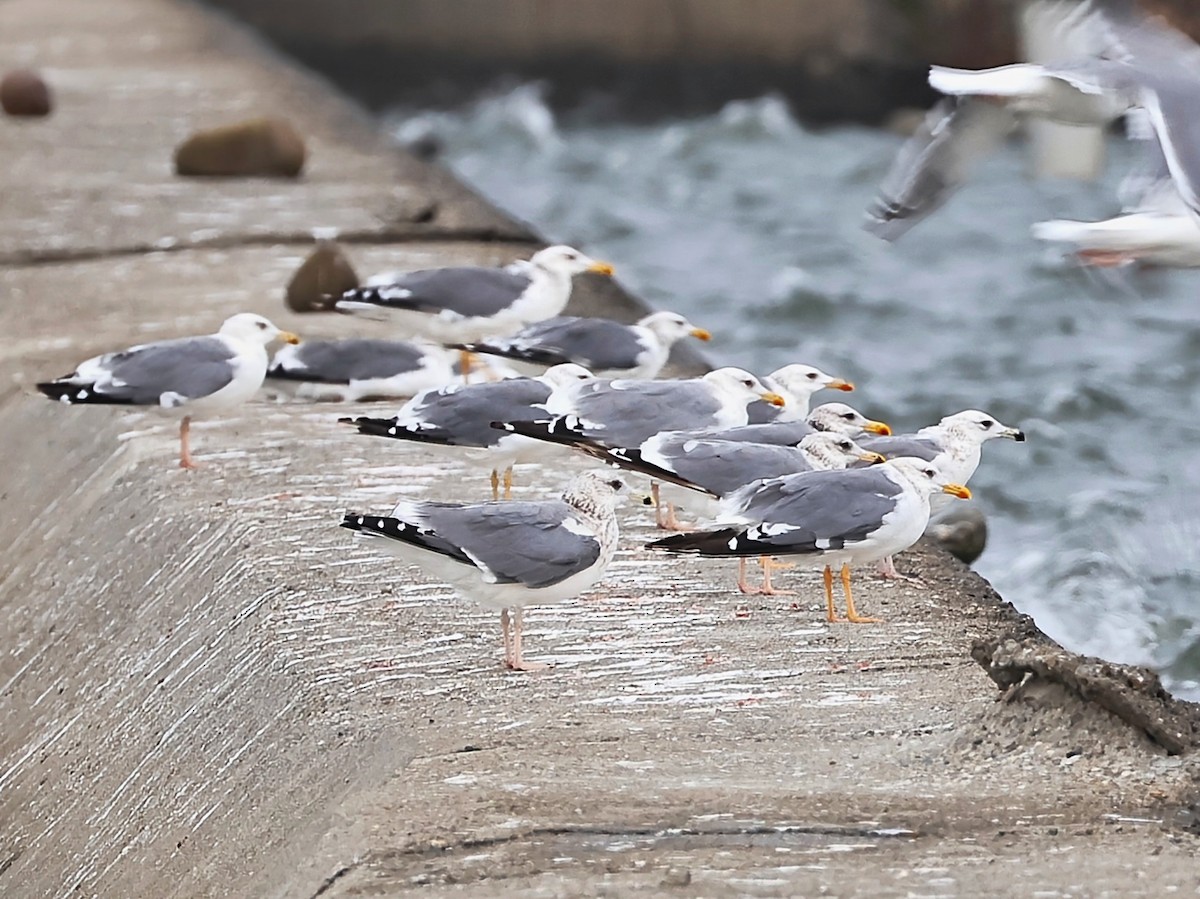 Клуша - ML646833151