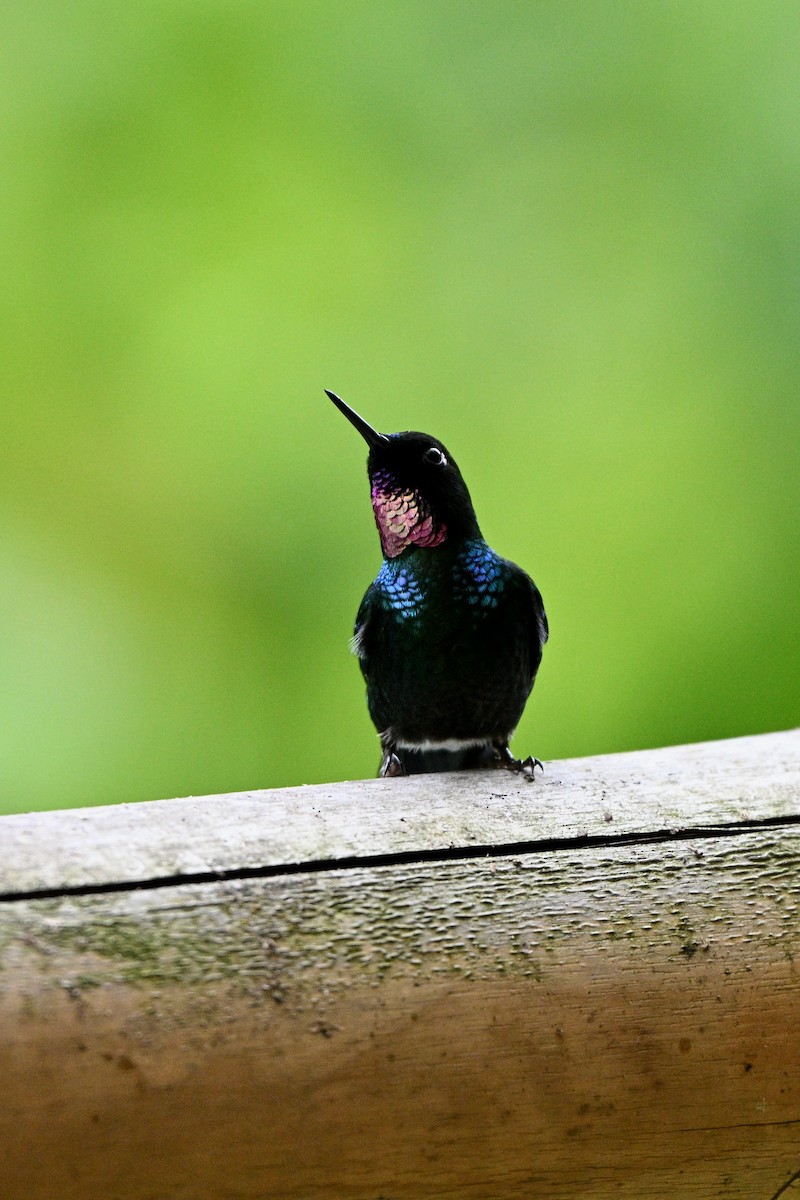 Tourmaline Sunangel - ML646833153