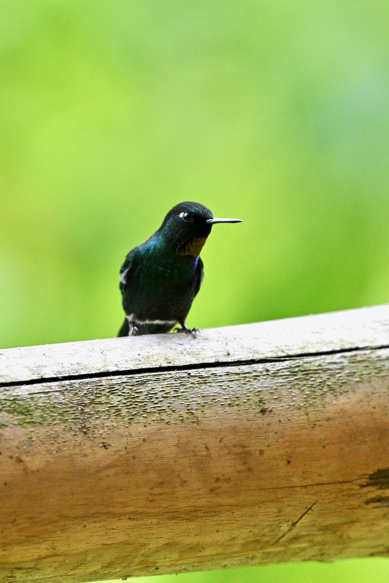 Tourmaline Sunangel - ML646833155