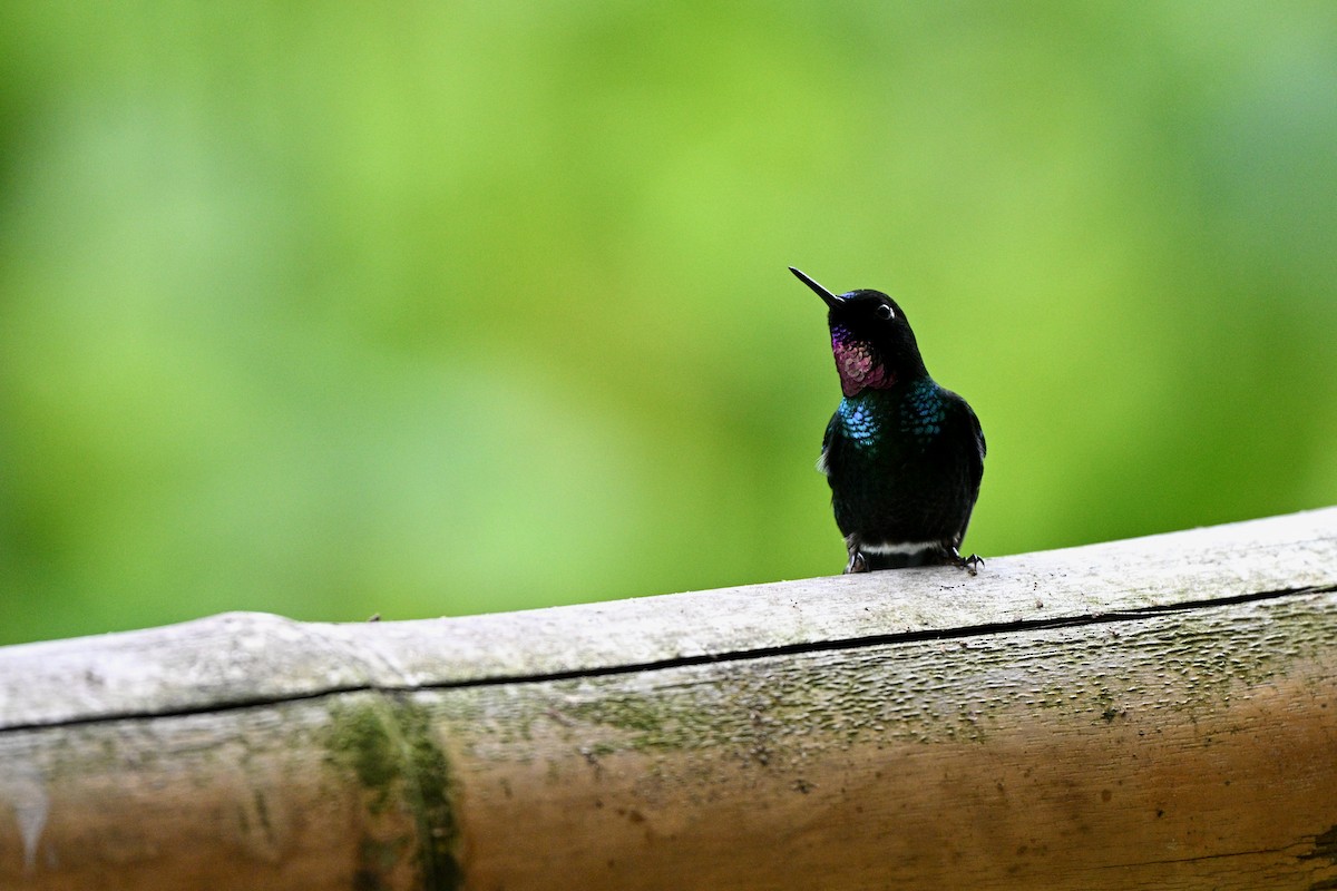 Tourmaline Sunangel - ML646833156