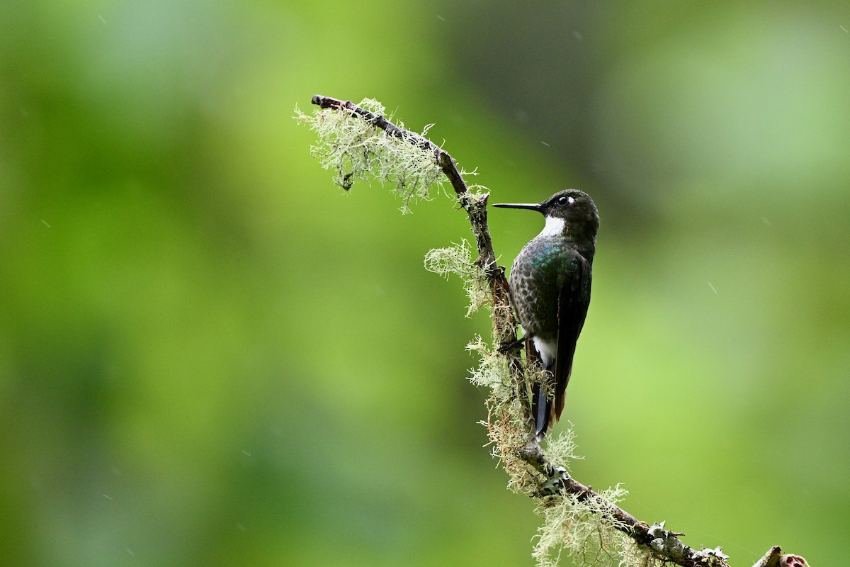 Tourmaline Sunangel - ML646833157