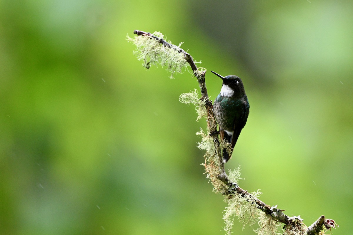 Tourmaline Sunangel - ML646833158