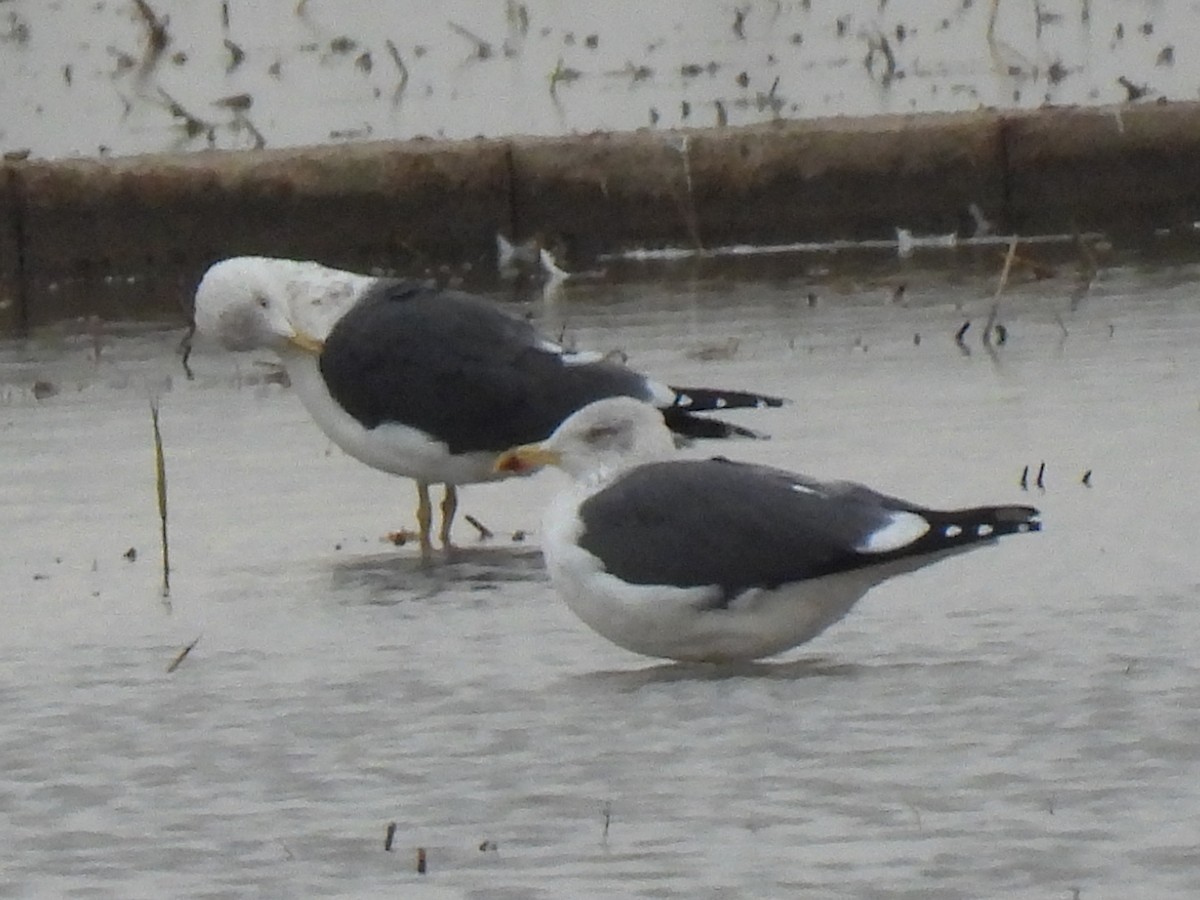 Мартин чорнокрилий - ML646833159