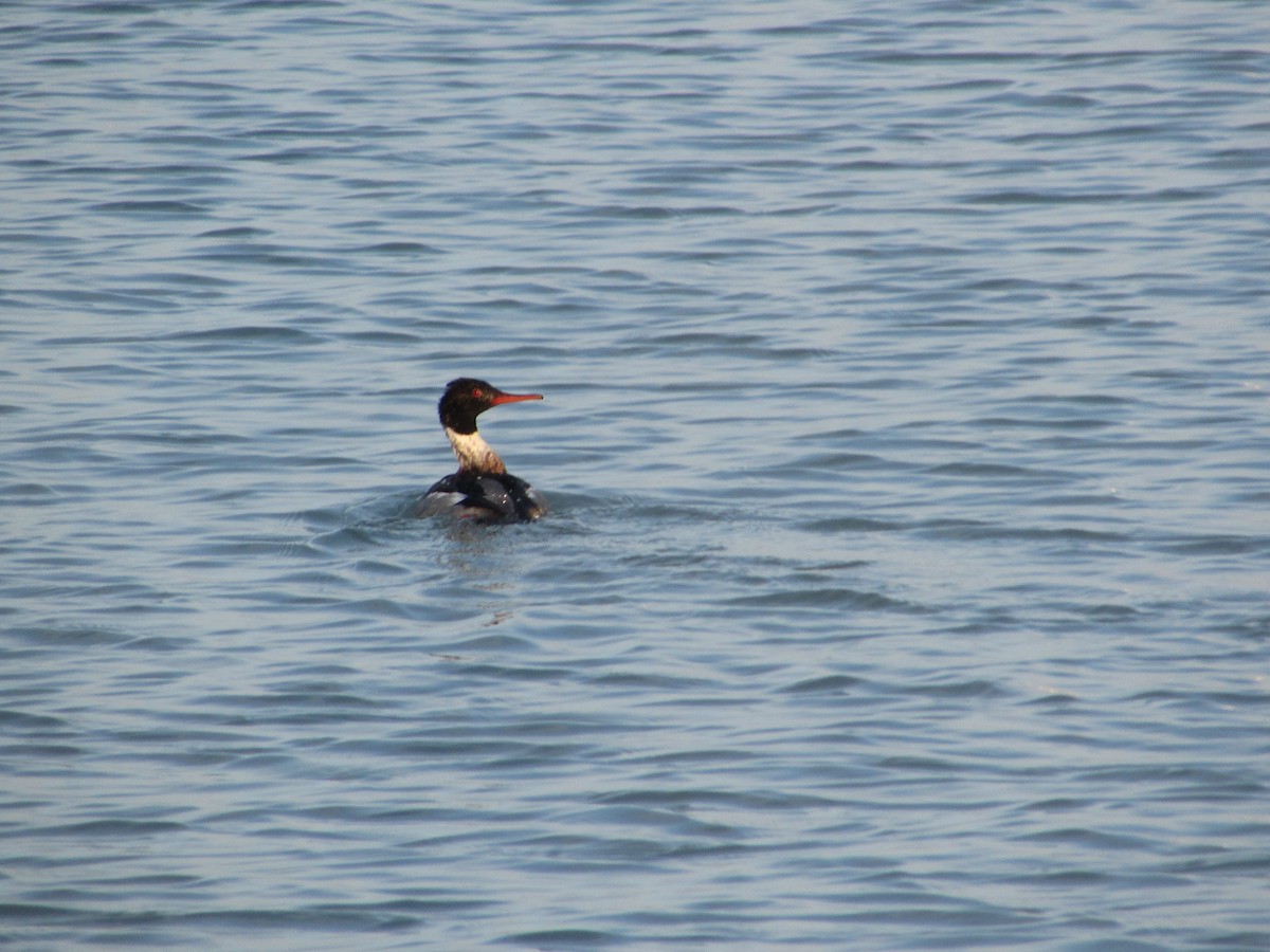 Red-breasted Merganser - ML646833160