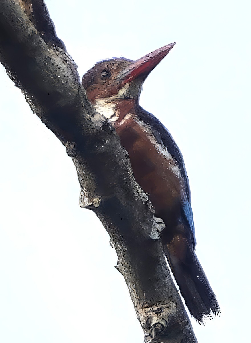 アオショウビン - ML646833162