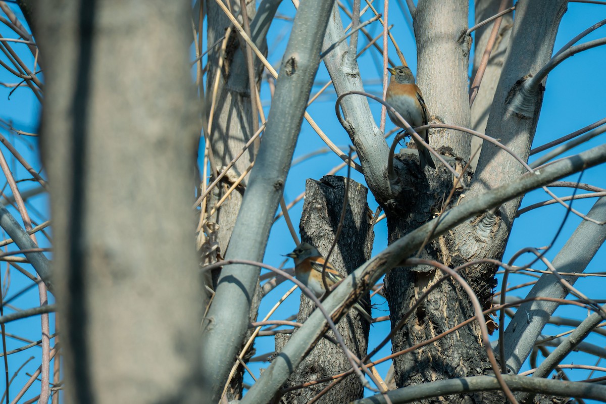 Brambling - ML646833163