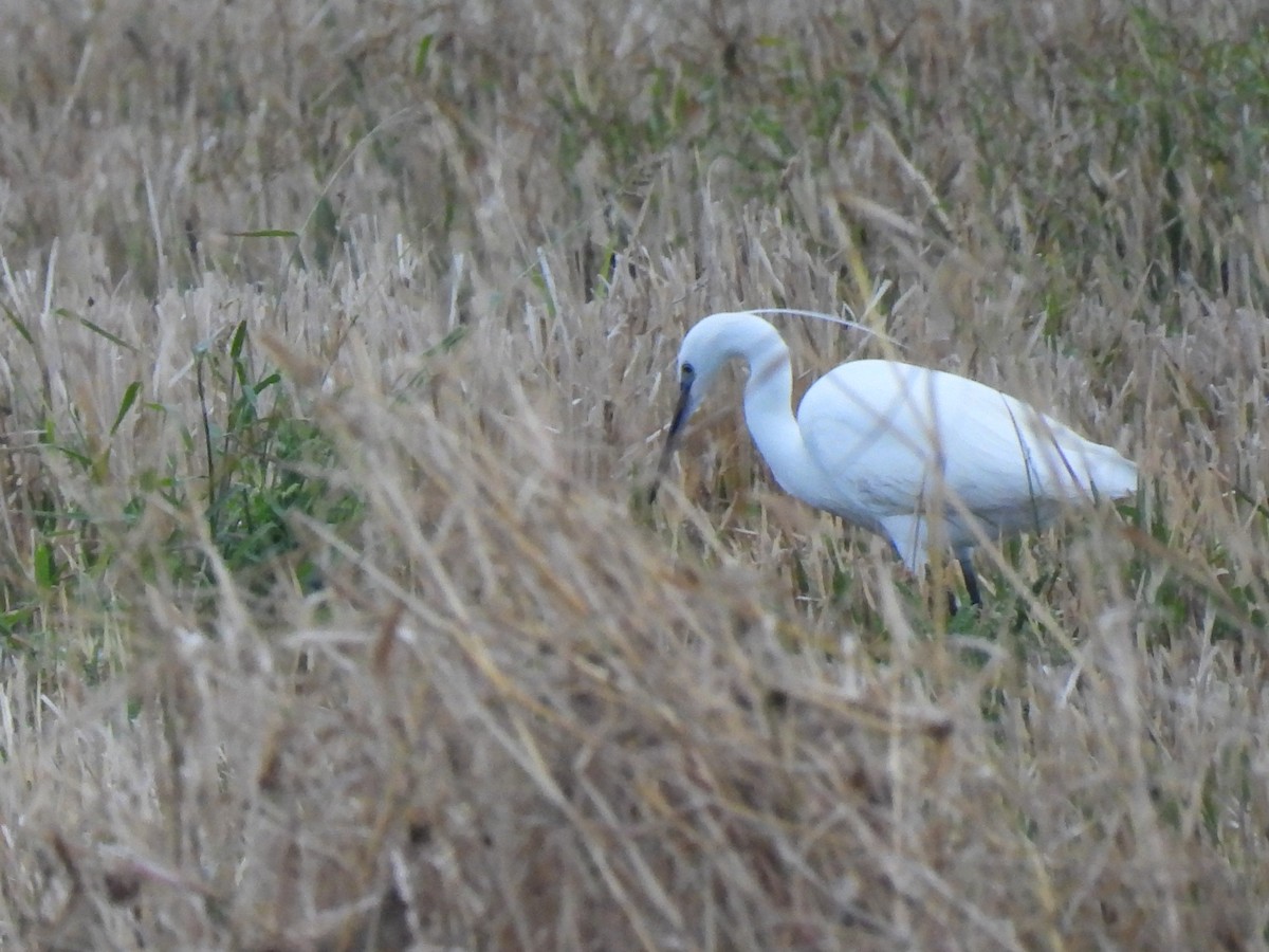 Чепура мала - ML646833164