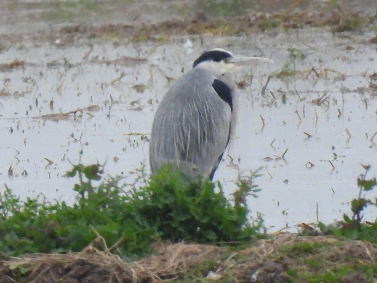 Чапля сіра - ML646833166