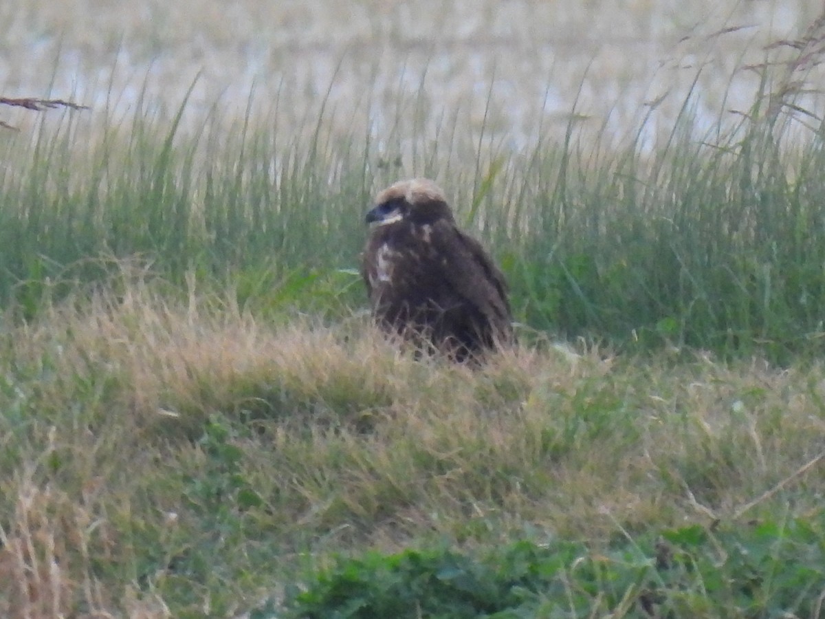 Лунь очеретяний - ML646833169