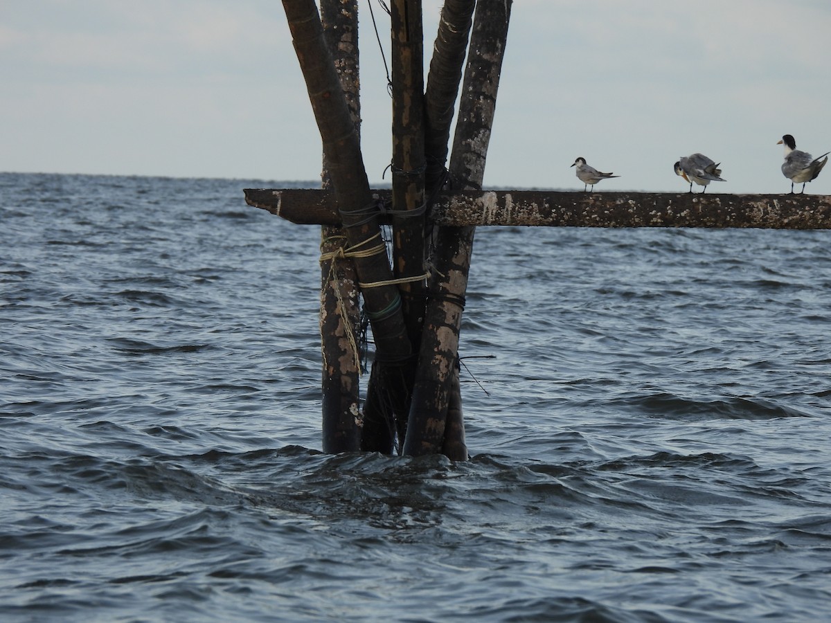 Guifette moustac - ML646833171