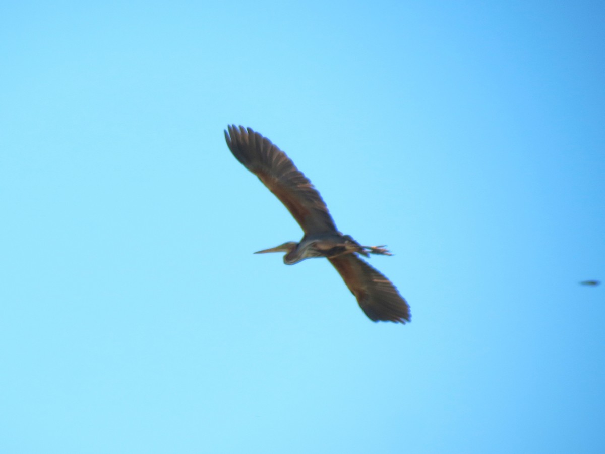 Зээрд дэглий - ML646833185