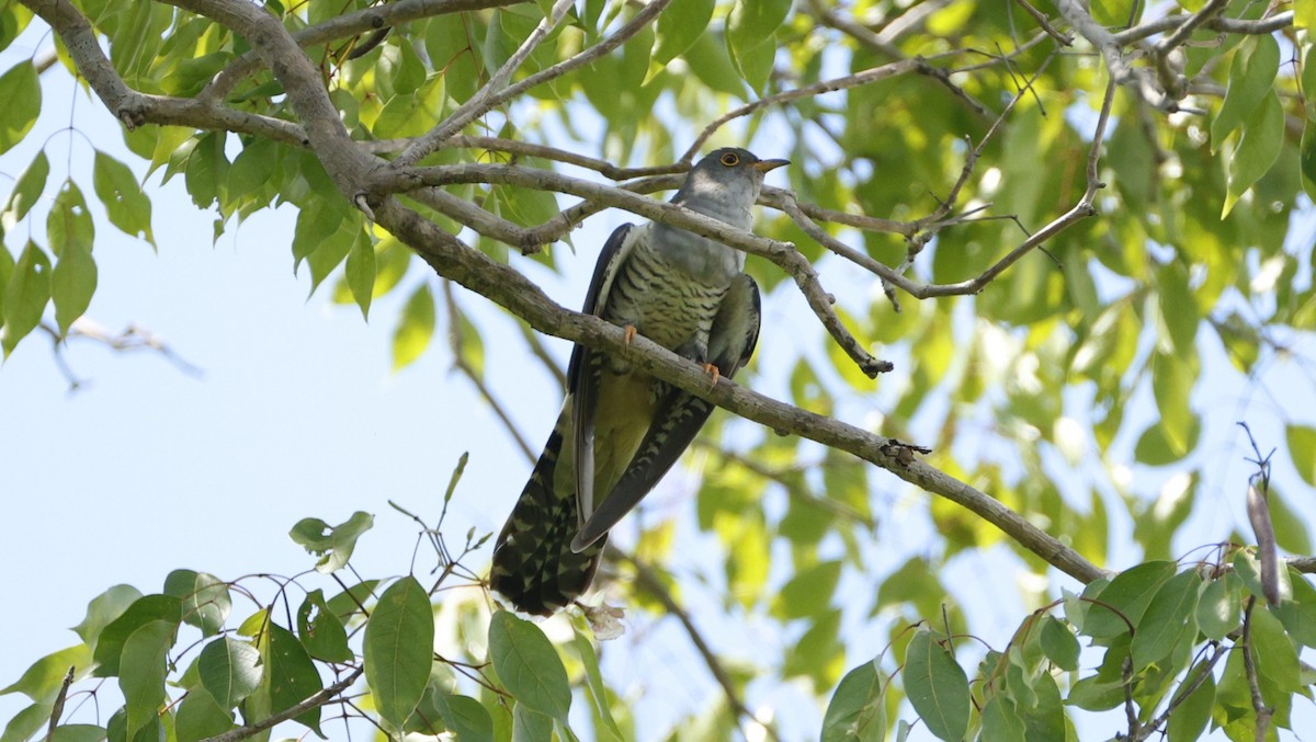 Coucou de Madagascar - ML646833186