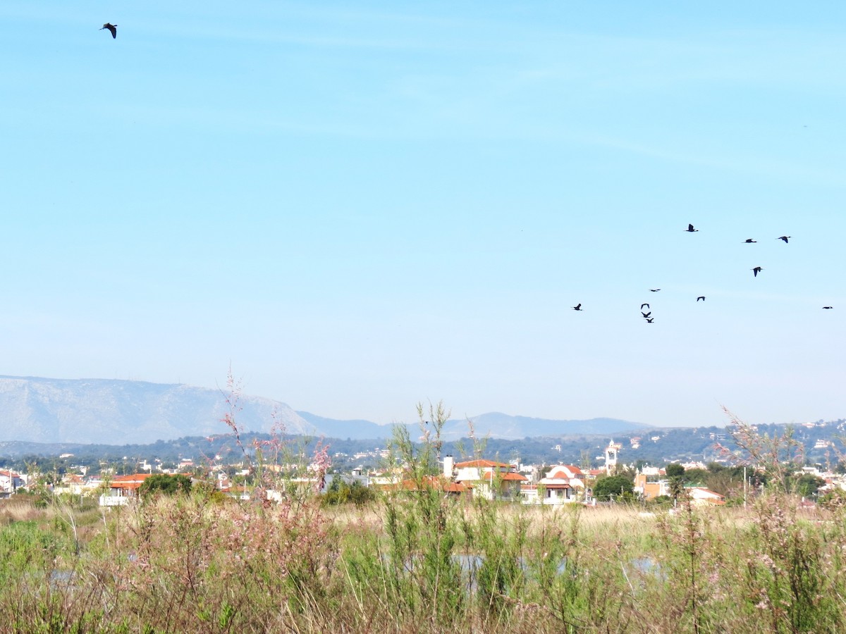 Гялаан билүүс - ML646833192