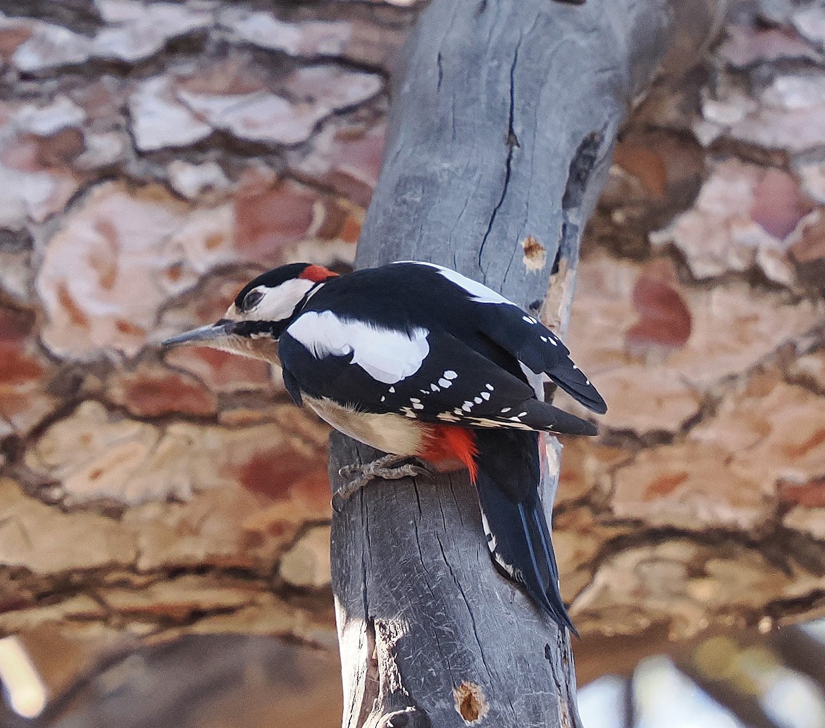 Great Spotted Woodpecker (Canarian) - ML646833193