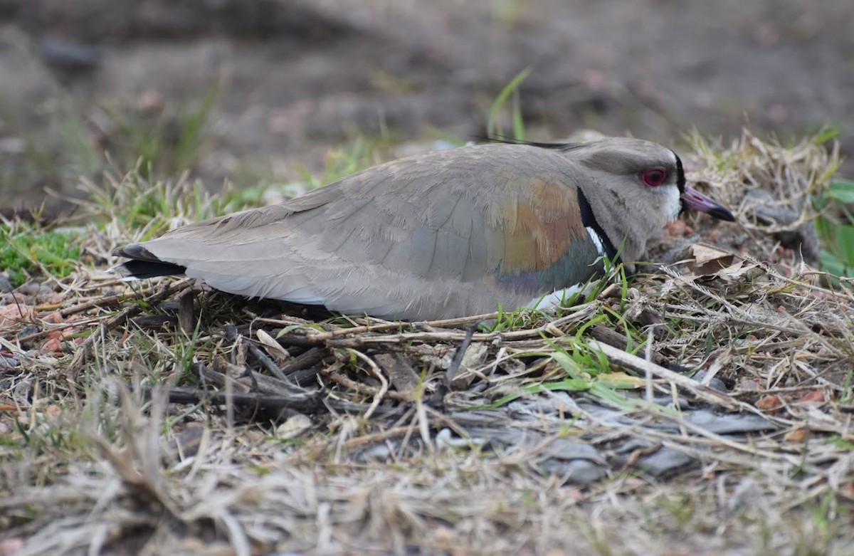 čejka jihoamerická - ML646833194
