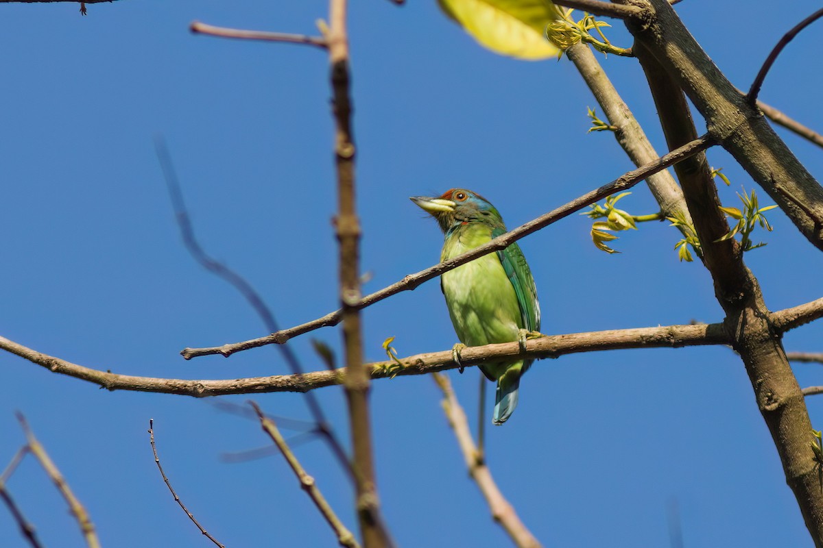 Barbu à oreillons bleus - ML646833195