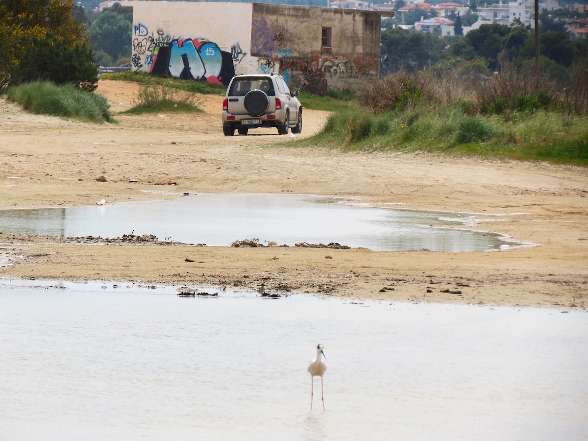 Эгэл хилэн жигүүр - ML646833197