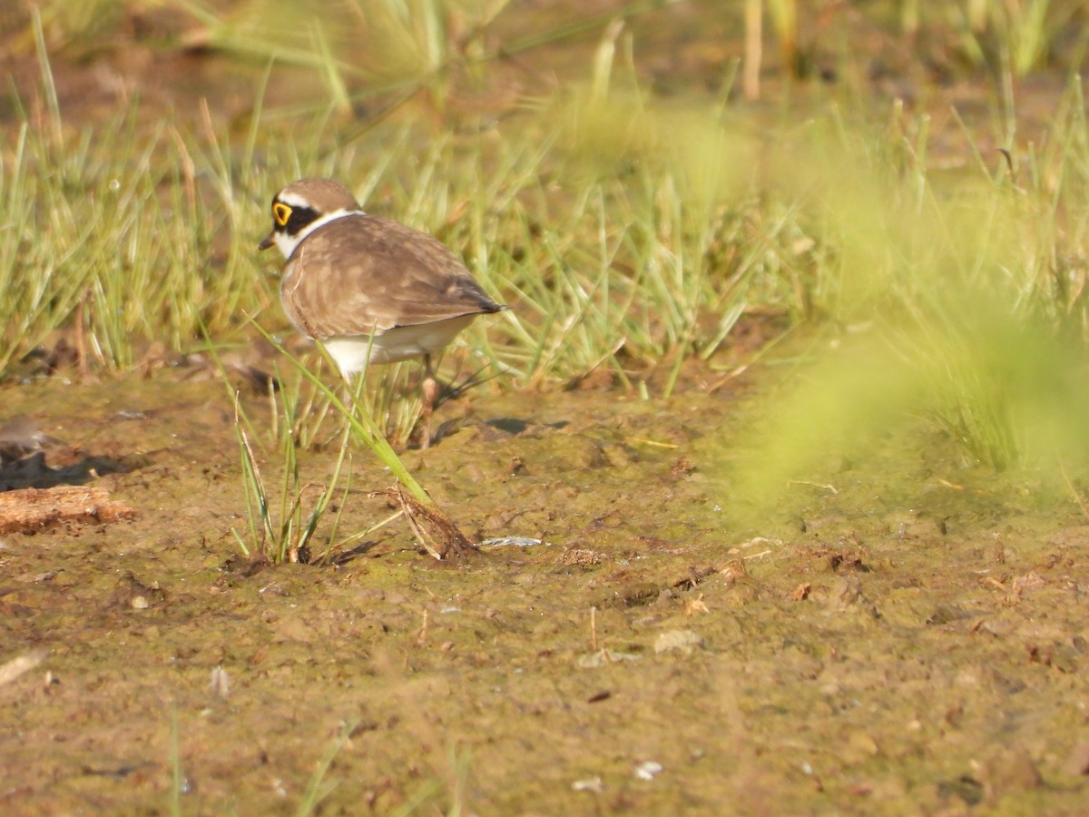 Little Ringed Plover - ML646833199