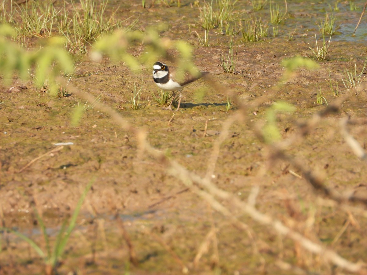 Little Ringed Plover - ML646833200